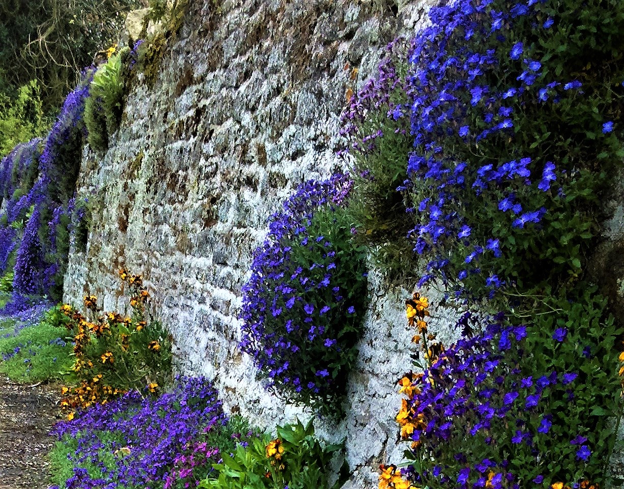 Spring flowers on traditional stone wall